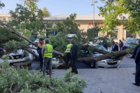 Bakıda maşınlar irigövdəli ağacın altında qaldı