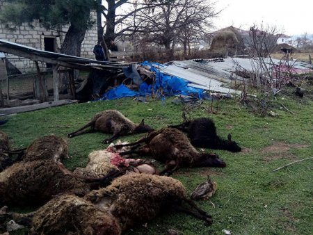 Zaqatalada canavarlar fermaya hücum edib, xeyli qoyunu qırdı