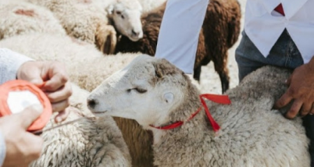 Qurban bayramı ilə əlaqədar onlayn satış yarmarkası təşkil olunacaq