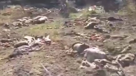 Ermənilər apara bilmədikləri mal-qaranı bu hala saldılar  - Video