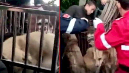 Kolbasa sexinə aparılan itlərin kəsilməsinin qarşısı alındı