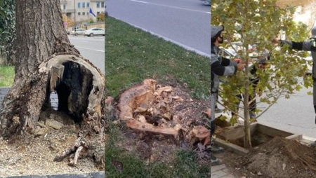 Atatürk parkındakı ağaclar niyə kəsilir? - AÇIQLAMA (FOTO)