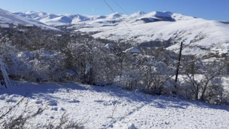 Azərbaycanda vəhşilik: Atı şaxtada ağaca bağlayıb ölümə tərk etdilər - Foto