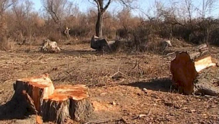 Ağacları kəsərək bina tikən şirkət rəhbəri məhkəməyə verildi