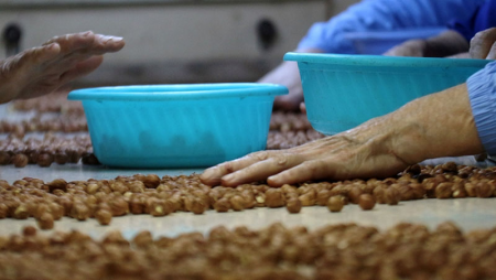 Zaqatalada yeni fındıq emalı fabriki yaradılır