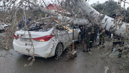 Şirvanda güclü külək ağacı maşının üstünə aşırdı
