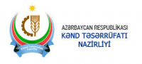 Sabirabadda fermerlərin BAŞINA OYUN AÇIRLAR - NARAZILIQ!