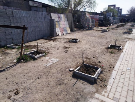 Bakıda kəsilən ağaclarla bağlı araşdırma aparılır