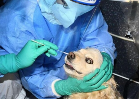 Bakıda it və pişiklərdən koronavirus testi götürüldü - FOTO