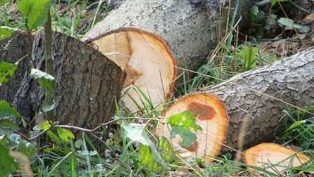BŞİH təbiətə 3000 manata yaxın ziyan vurub - Nazirlik
