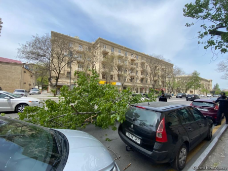 Bakının mərkəzində iki ağac aşdı, avtomobilə ziyan dəydi - FOTO