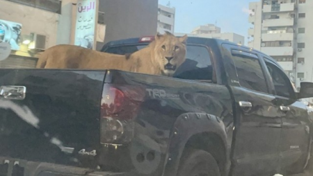 Aslan Pikapda şəhər turuna çıxdı - FOTO