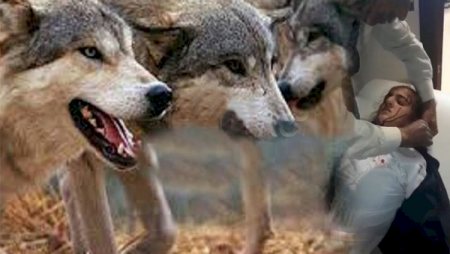 Naxçıvanda canavar sürüsü şagirdlərə hücum etdi: Yaralılar var - DƏHŞƏTLİ GÖRÜNTÜLƏR + Video
