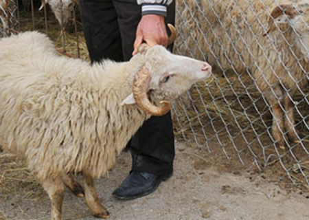 Qurbanlıq heyvanların satışı və kəsimi bu ünvanlarda olacaq - SİYAHI