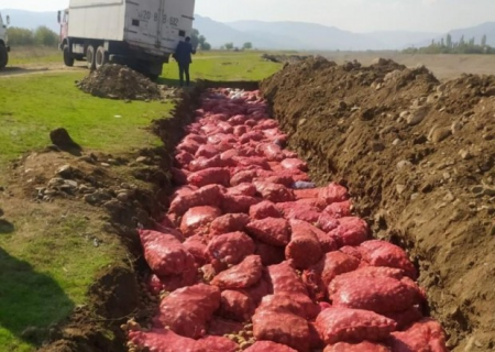 Rusiyadan Azərbaycana gətirilən kartofda zərərverici aşkarlandı Rusiyadan Azərbaycana gətirilən kartofda zərərverici aşkarlandı