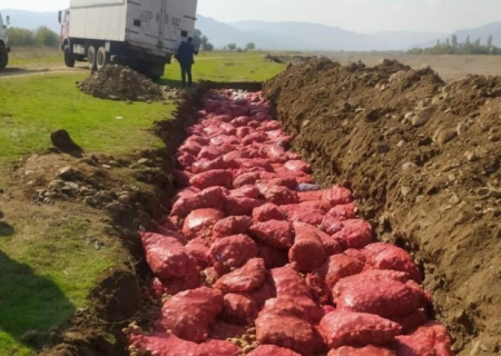 Rusiyadan Azərbaycana gətirilən kartofda zərərverici aşkarlandı