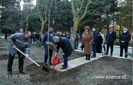 Ağac əkən Ramiz Mehdiyevin ayağı palçığa batmasın deyə görün nə etdilər - FOTOLAR