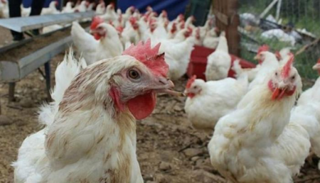 Azərbaycana diri toyuqların gətirilməsinə qadağa qoyuldu