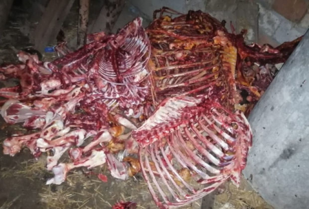 Bakıda at əti satmaq istəyən İsmayıllı sakini saxlanılıb
