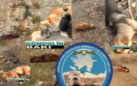 Sahibsiz it-pişik yoxdur, onlar insanlara əmanətdir… - Əmanətlə belə davranarlar, ay qudurmuşlar ..?