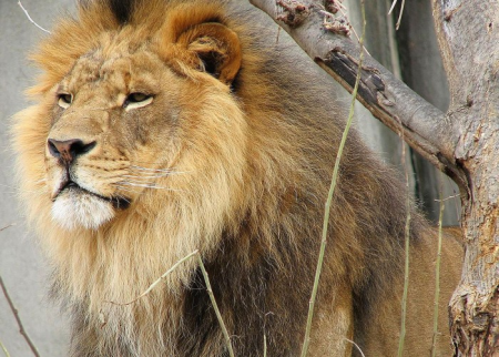 Ukraynada şir dağıdılmış zooparkdan qaçdı