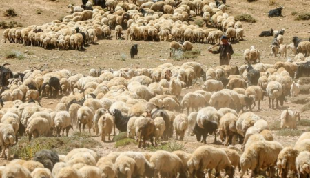 Kənd Təsərrüfatı Nazirliyi torpaqları qanunsuz icarəyə verib?