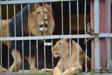 Zooparkda dəhşətli anlar - Şirlə zarafat etmək istədi görün nə oldu (VİDEO)