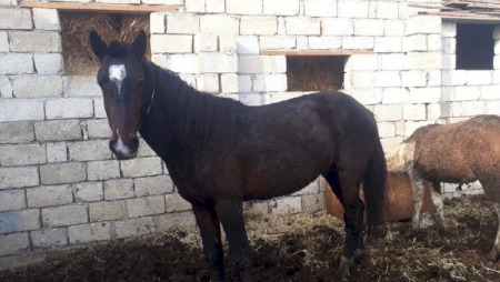 Azərbaycanda oğul ata görə atasını baltaladı