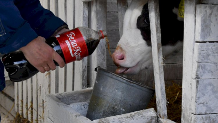 Bu ölkədə inəklər Kola içir