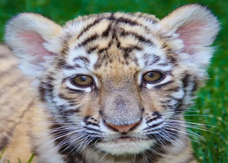 Bakı zooparkında pələng balası doğuldu - FOTO