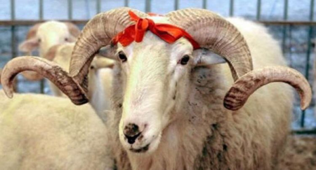 Qurbanlıq heyvanların qiyməti neçədən başlayacaq? - VİDEO