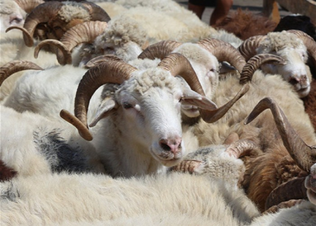 Qurban bayramı günlərində AQTA nəzarəti gücləndirəcək