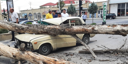 Gəncədə külək iri gövdəli ağacı avtomobilin üzərinə aşırıb