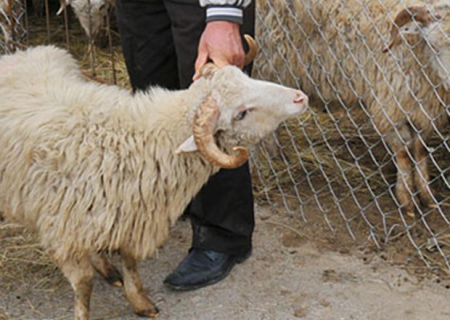 134 ünvanda qurbanlıq heyvanların satışı və kəsimi təşkil ediləcək