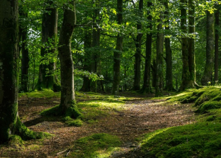 İlin sonunadək Cəbrayıl və Zəngilanda 100 hektar meşə-park salınacaq