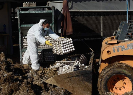 Tarixin ən böyük quş qripi epidemiyası qeydə alındı