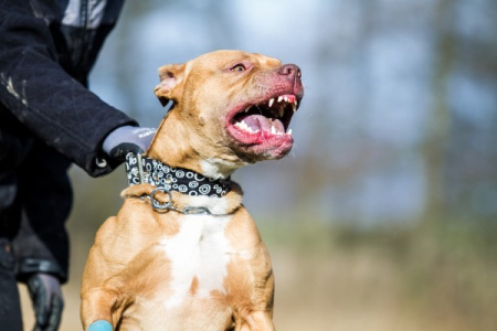 Azərbaycanda polisin üzərinə “pitbull” qısqırdan şəxslər həbs edildi