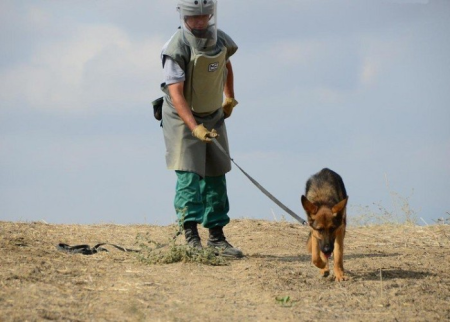 ABŞ Azərbaycana daha 15 minaaxtaran it verəcək