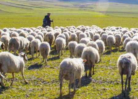 Çoban fermadan 73 baş heyvan oğurladı