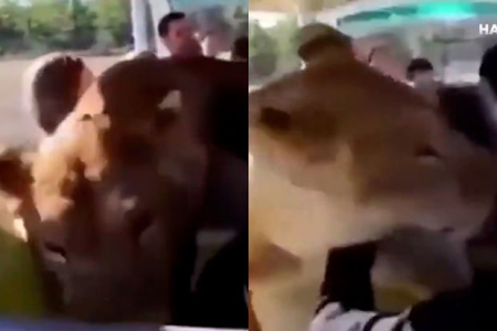 Safari turu zamanı şir avtomobilin salonuna girdi