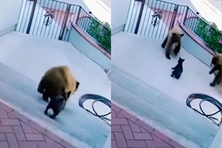 Balaca it həyətə daxil olan iki ayını qovaraq oradan uzaqlaşdırdı