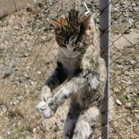 Azərbaycanda dəhşət! - Pişiklər asılaraq öldürüldü - Polisdən açıqlama - FOTO