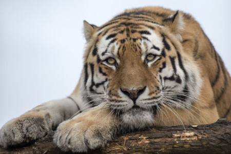 Çin zooparkında pələng üç aslan tərəfindən parçalandı