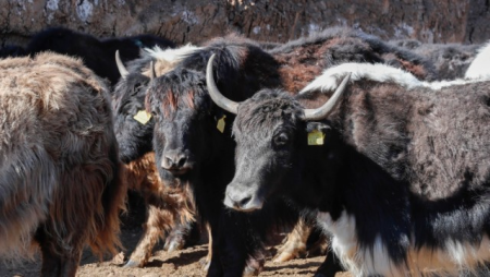 Laçına gətirilmiş yak sürüsü