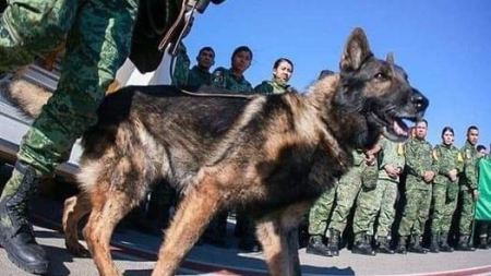 Türkiyədə Meksikadan gələn axtarış iti dağıntılar altında qalaraq öldü