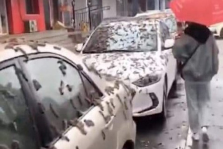 Bu şəhərə "qurd yağışı" yağdı