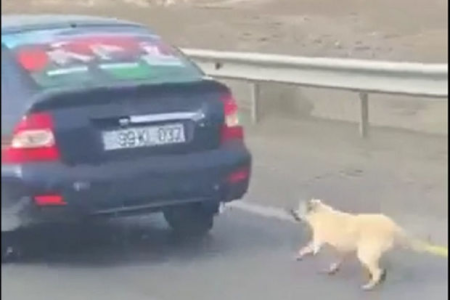 Azərbaycanda insanlığa sığmayan vəhşilik kameraya düşdü