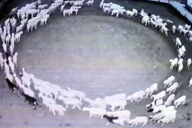 Qoyunların 12 gün dayanmadan dövrə vurmasının sirri açıldı