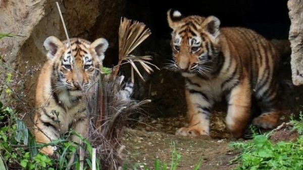 Bakı Zooparkında pələng balaları doğuldu - FOTOLAR