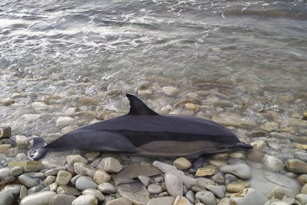 Yaponiyada onlarla delfin özünü sahilə atdı